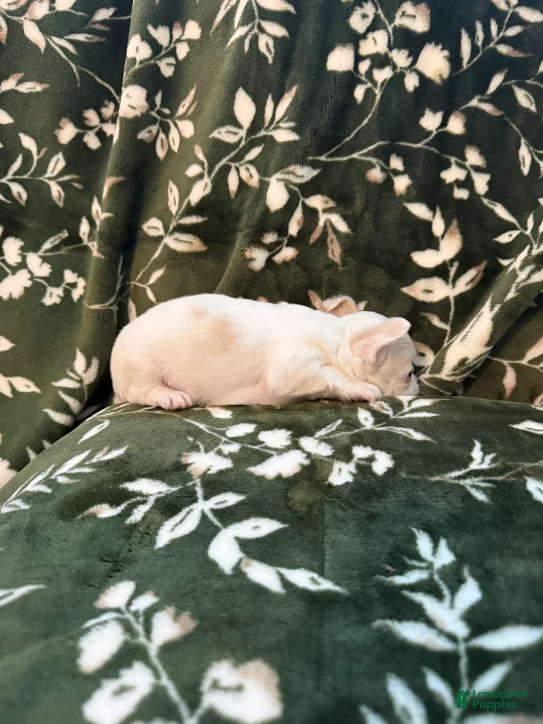 Chihuahua dogs for sale: Luna - Ad 10