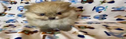 Pomeranian dogs for sale: Gelato - Ad 9