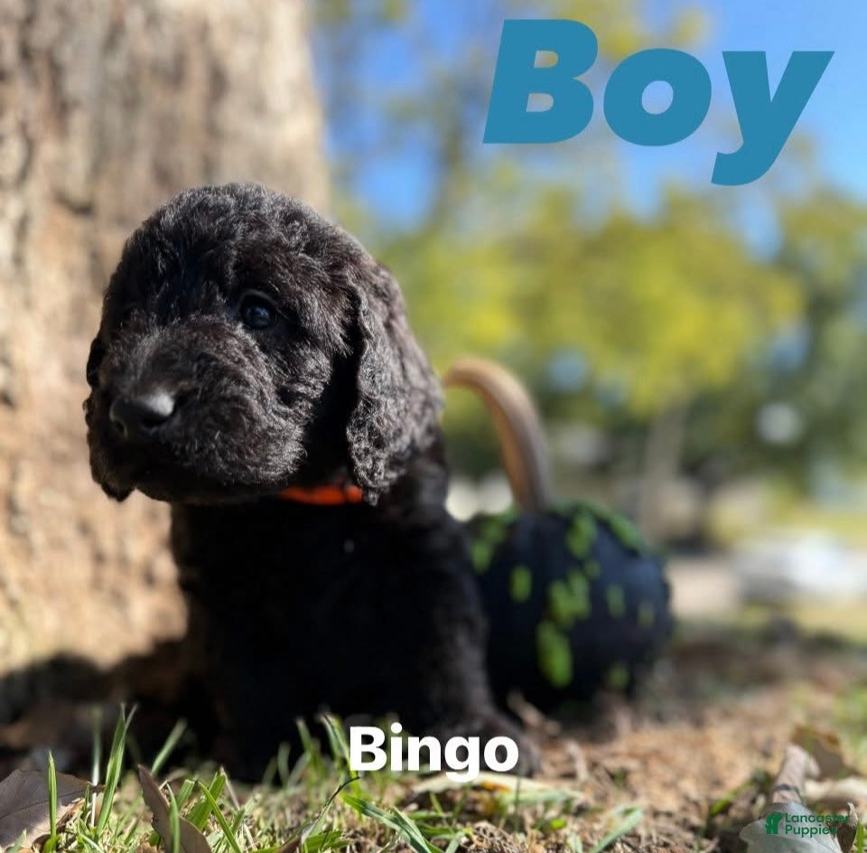 Mixed Breed dogs Bingo - Ad 40