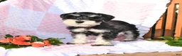 Schnauzer dogs for sale: Taylor - Ad 1