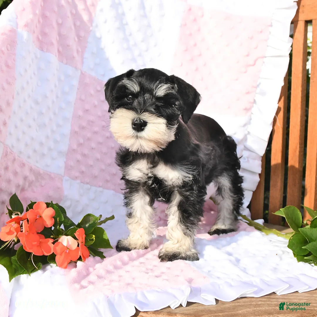 Schnauzer dogs for sale: Taylor - Ad 1
