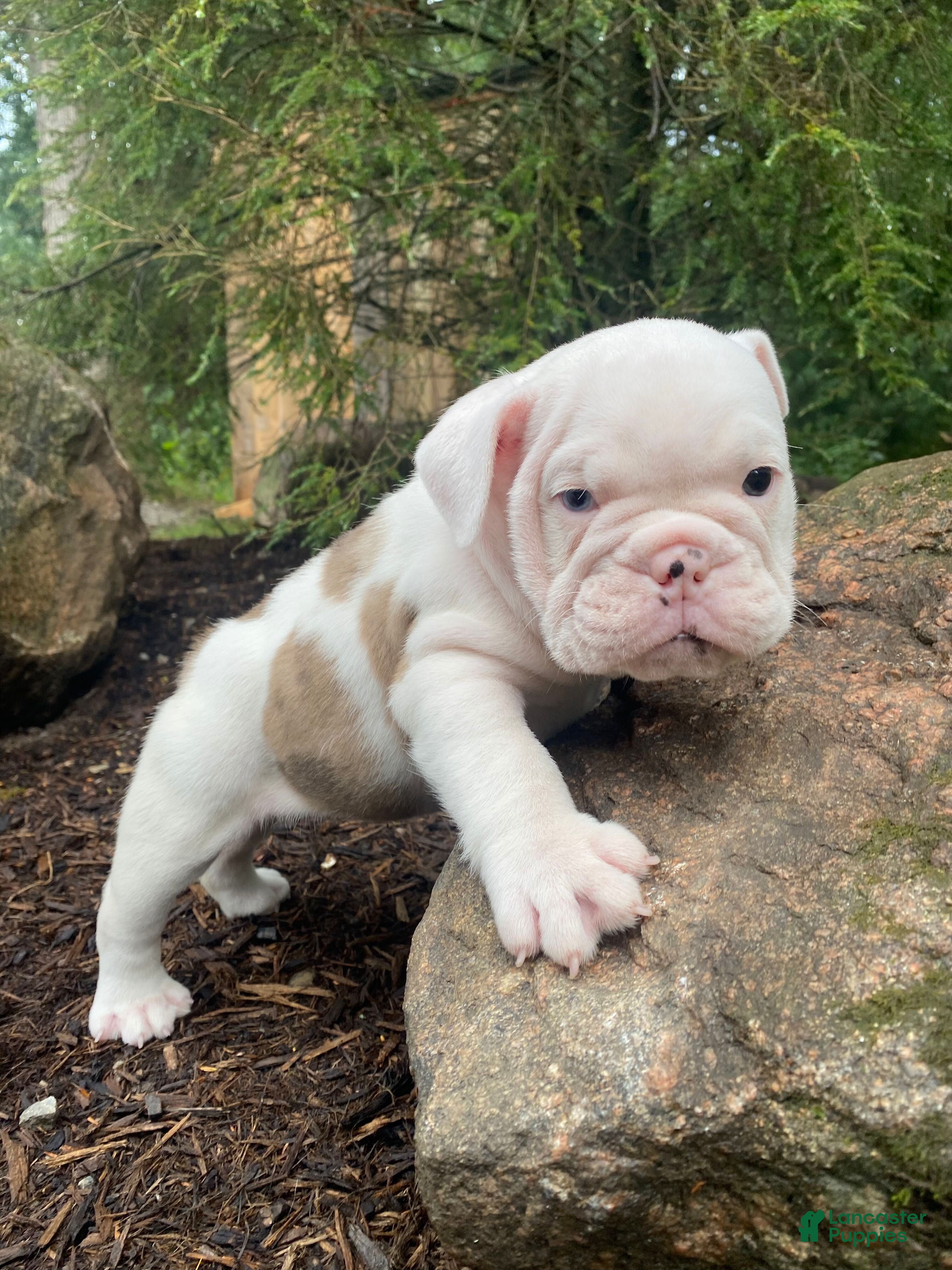 English Bulldog dogs Scout - Ad 1
