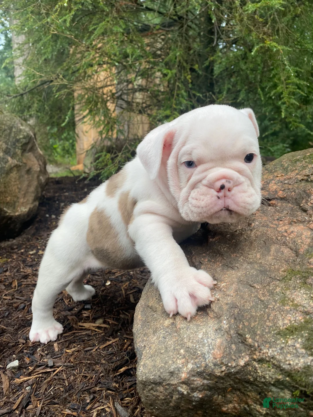 English Bulldog dogs for sale: Scout - Ad 1