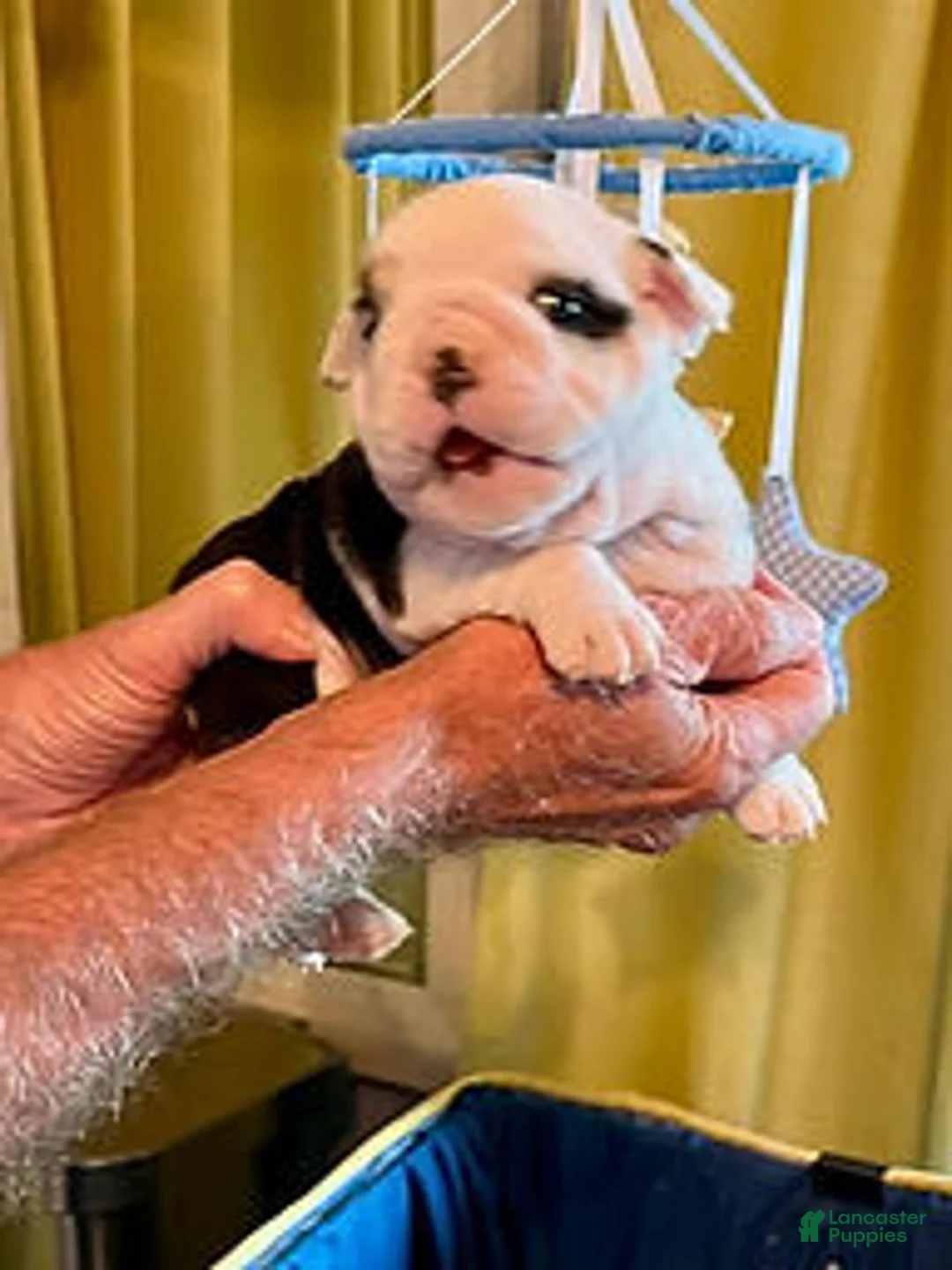 English Bulldog dogs for sale: Heavensent Splash - Ad 1