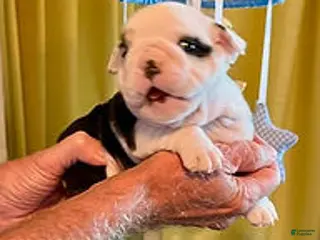 English Bulldog dogs Heavensent Splash - Ad 3