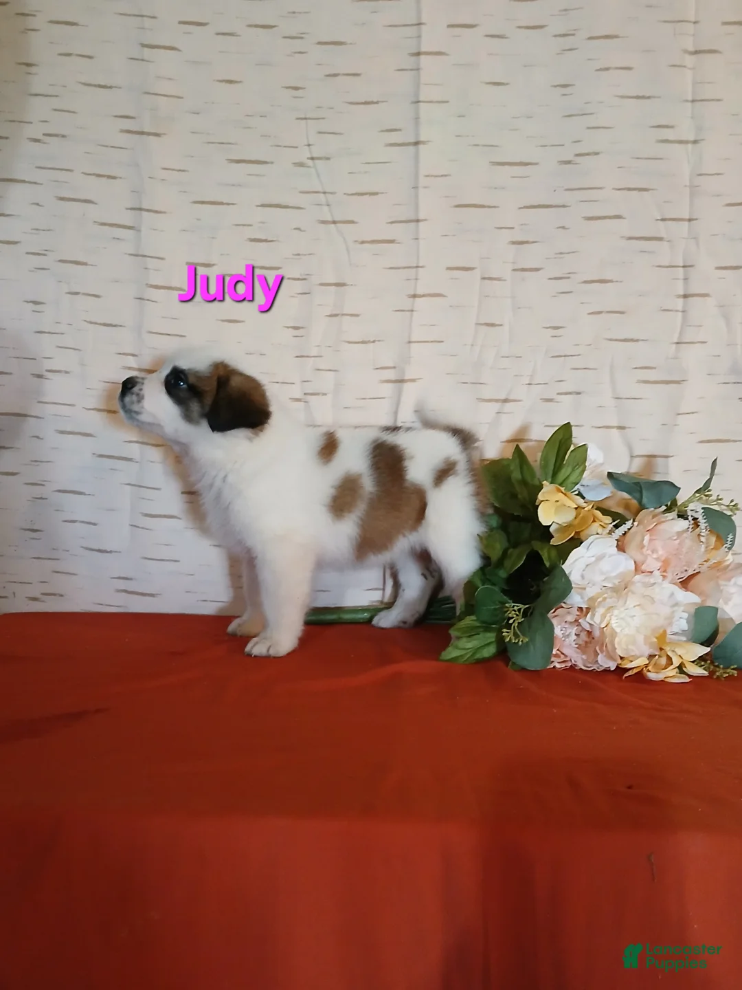 Saint Bernard dogs for sale: Judy  - Ad 1