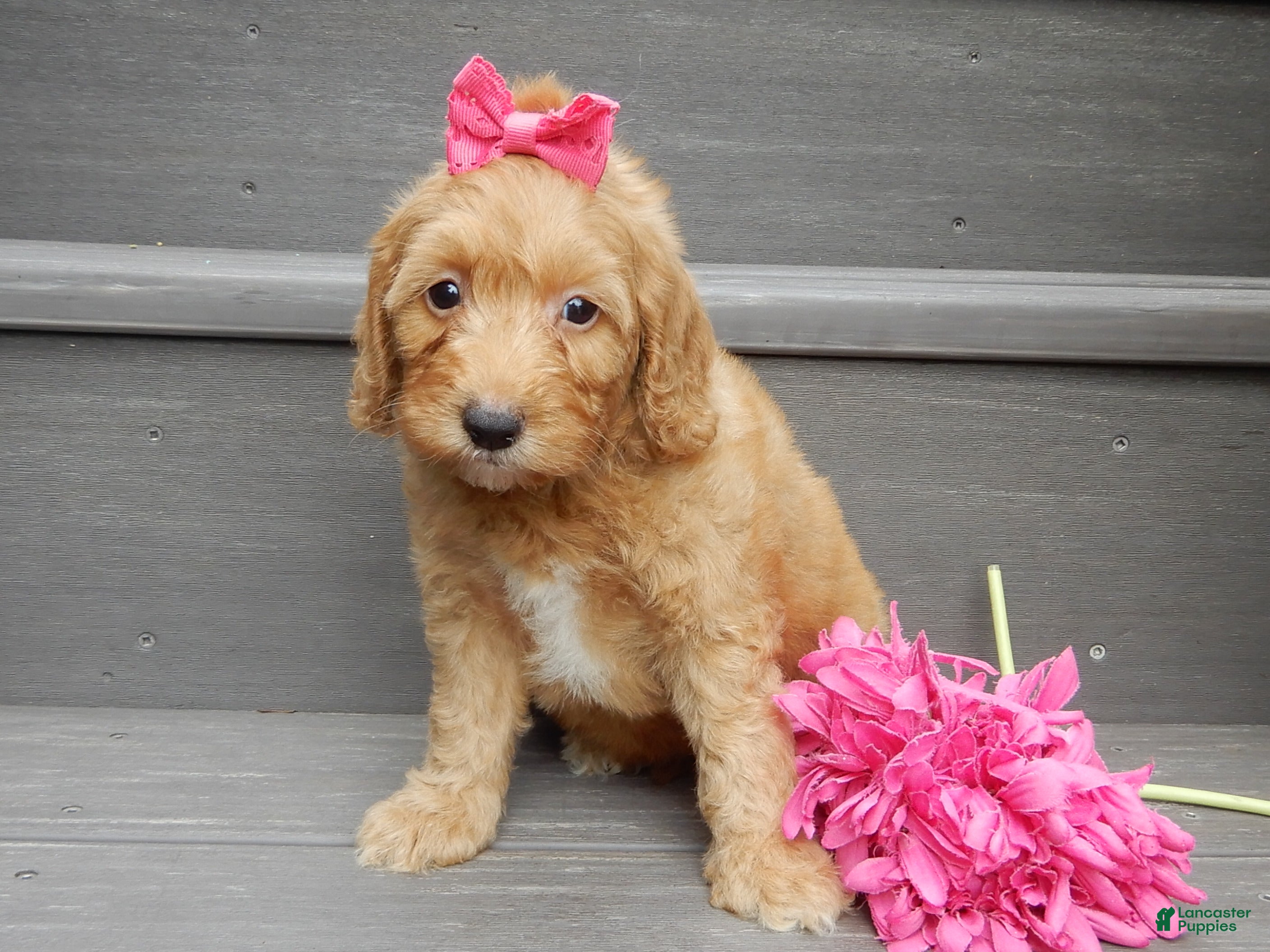 Mini Goldendoodle dogs Laci - Ad 1