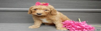 Laci