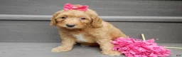 Mini Goldendoodle dogs for sale: Laci - Ad 1
