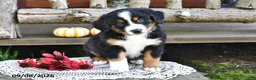 Mixed Breed dogs for sale: Ryan - Ad 2