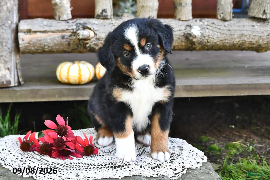 Mixed Breed dogs for sale: Ryan - Ad 2