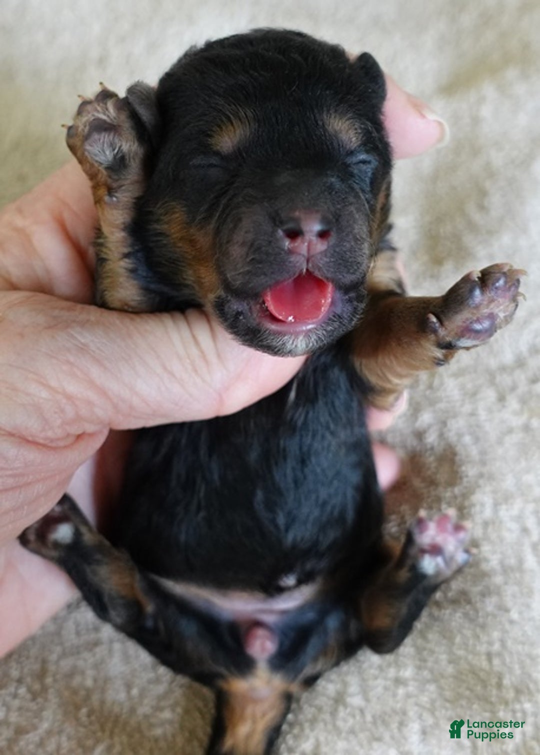 Maltipoo dogs for sale: Aurora - Ad 7