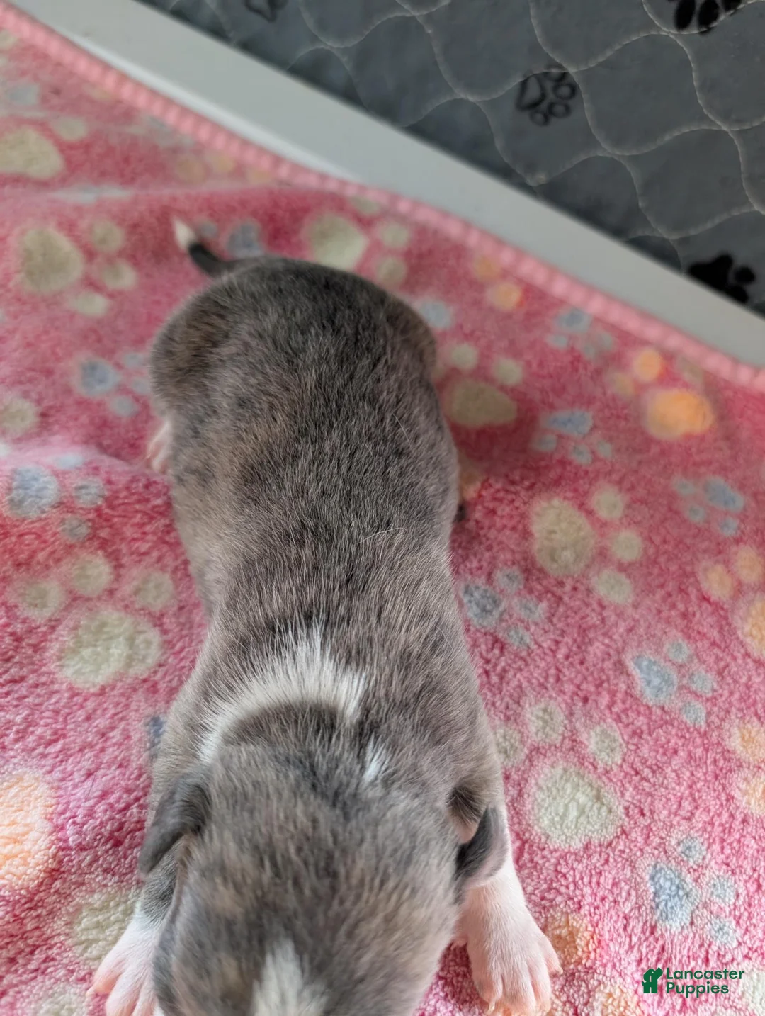Chihuahua dogs for sale: Eric - Ad 2