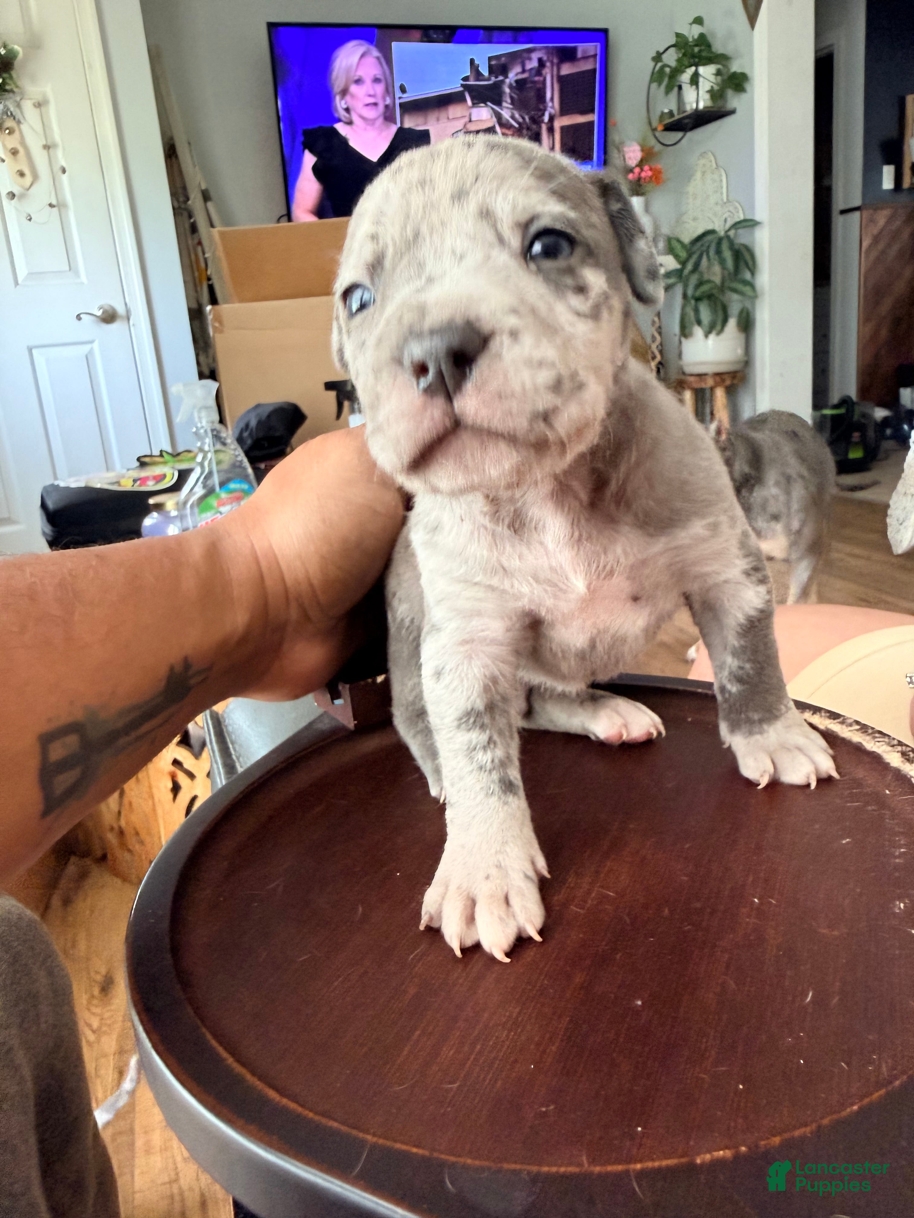 Mixed Breed dogs sheshe - Ad 1