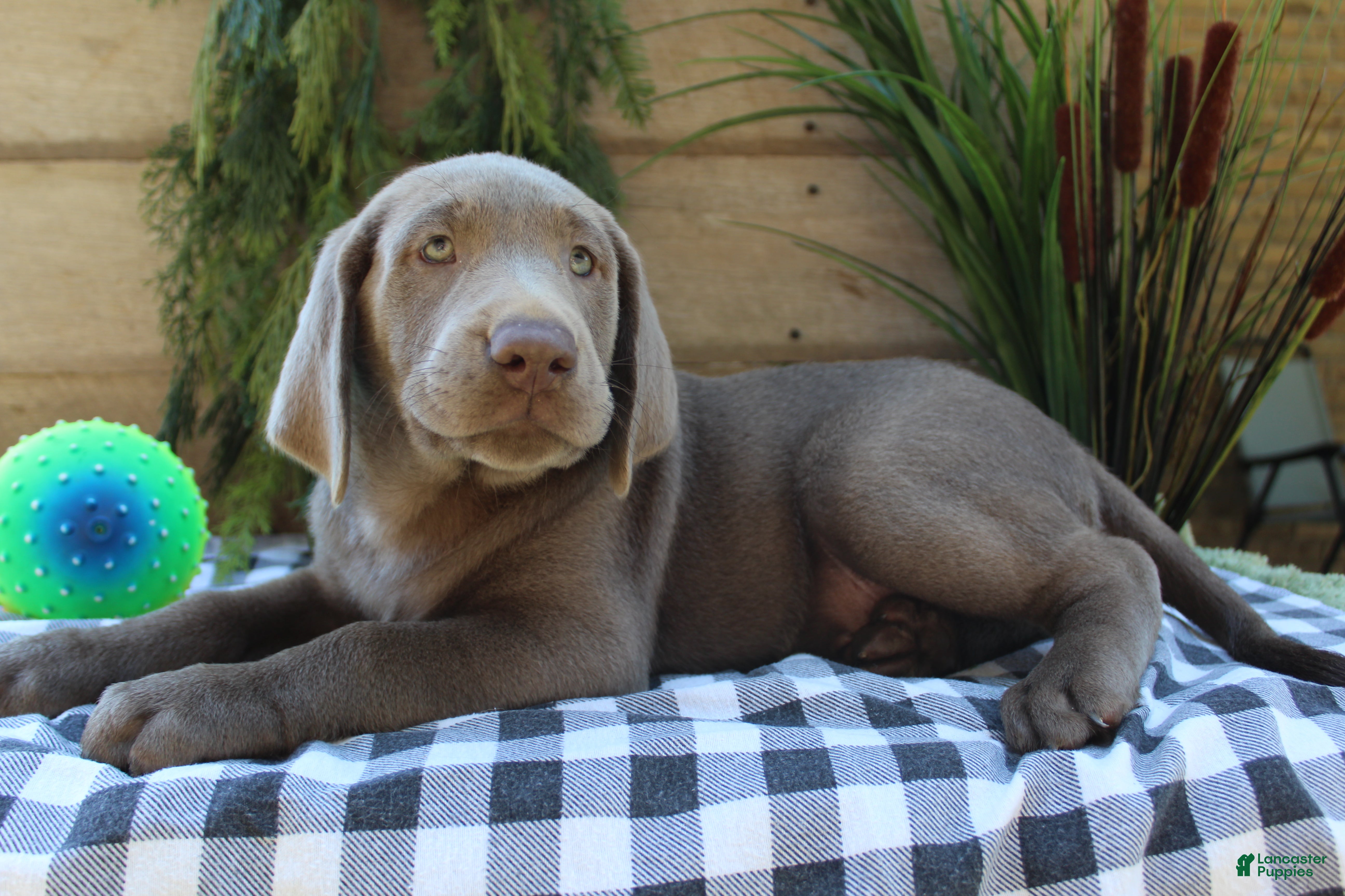 Labrador Retriever dogs Silver Sonny - Ad 1