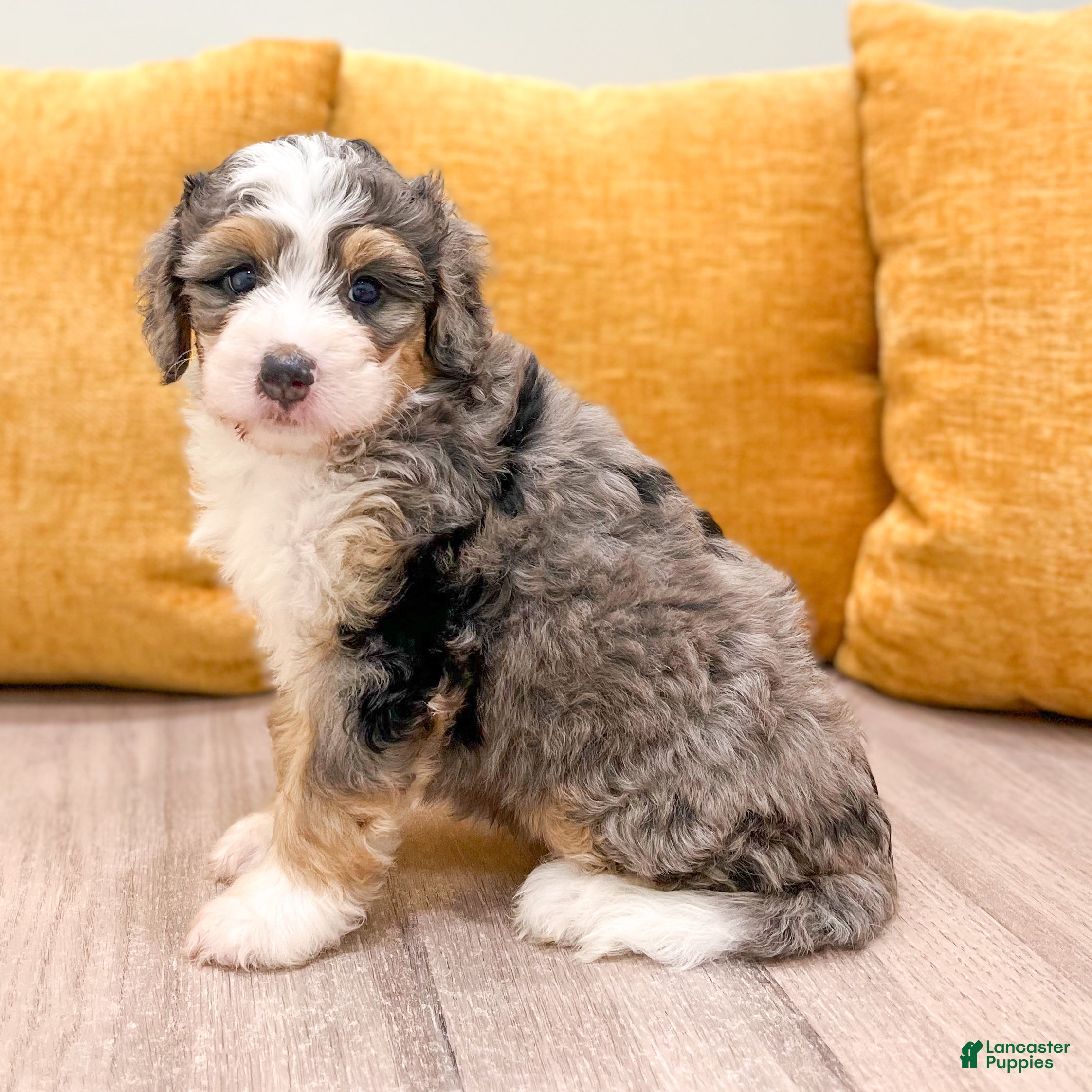 Mini Bernedoodle dogs Luca - Ad 1