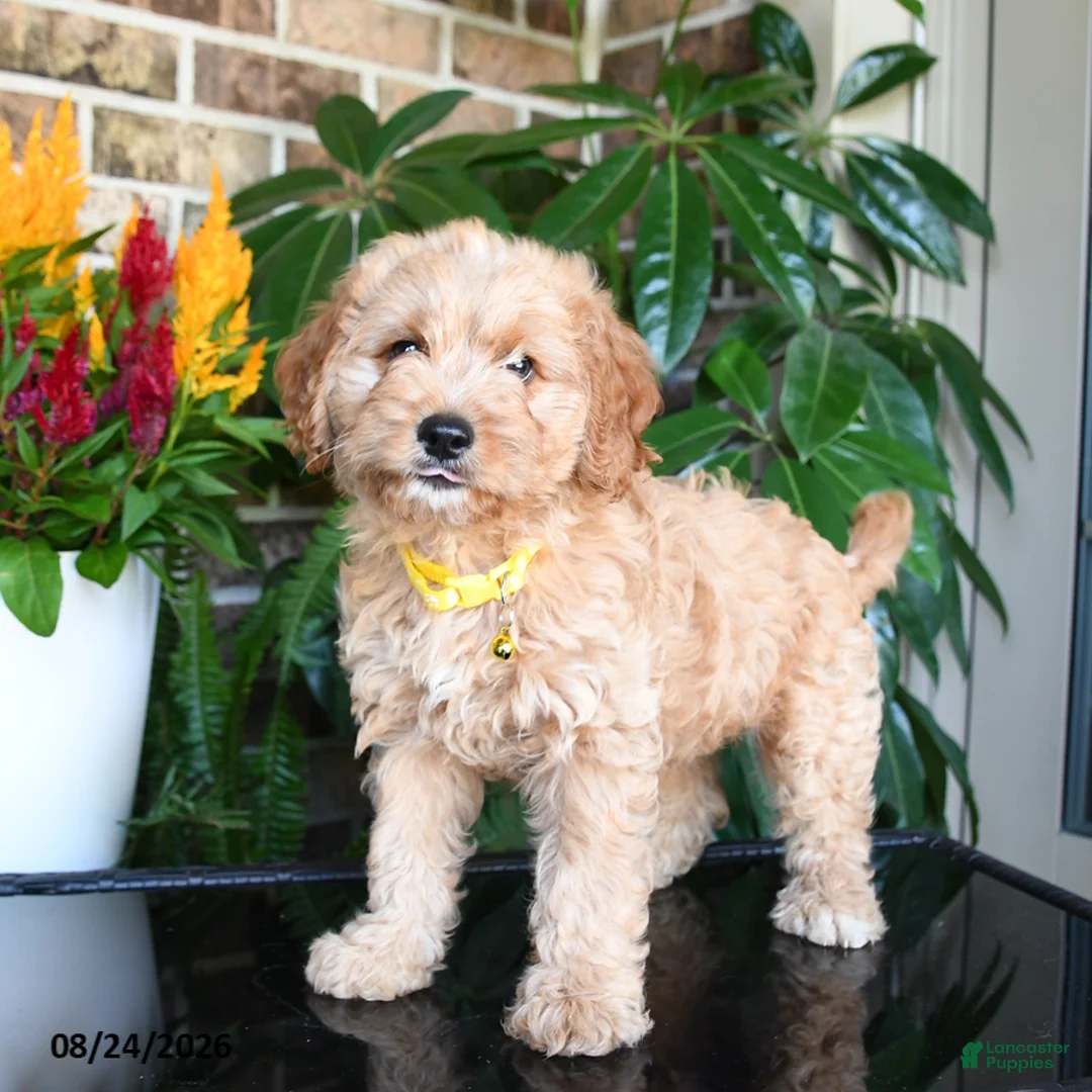 Mixed Breed dogs for sale: Marley - Ad 2