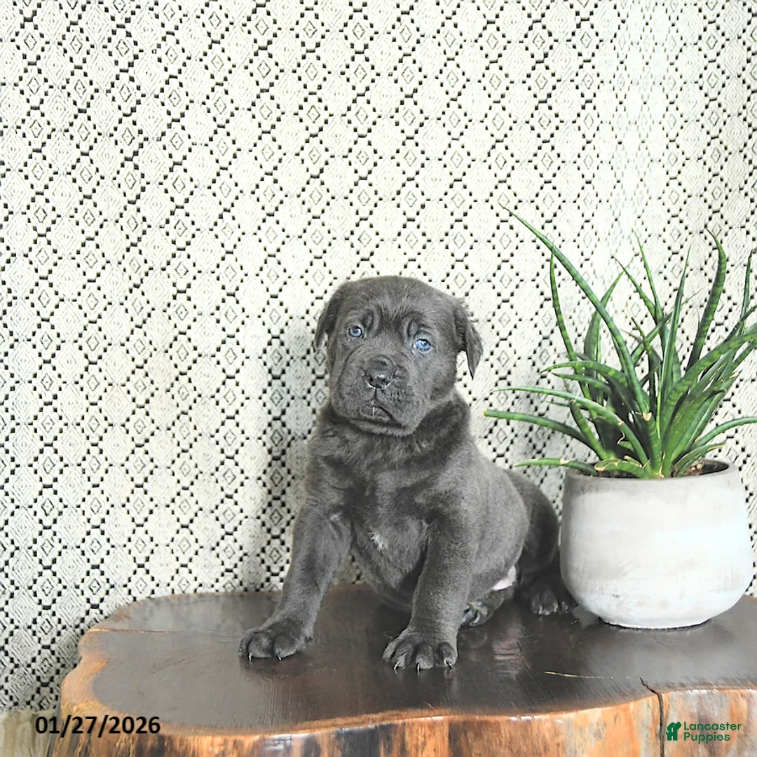 Cane Corso dogs for sale: Ace - Ad 2