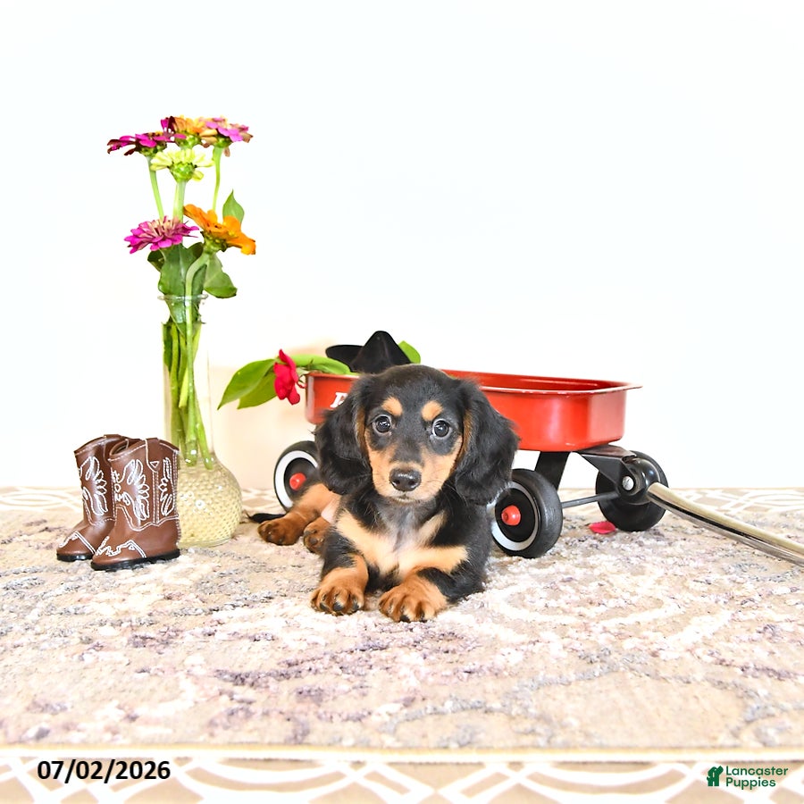 Miniature Dachshund dogs Sharri - Ad 2