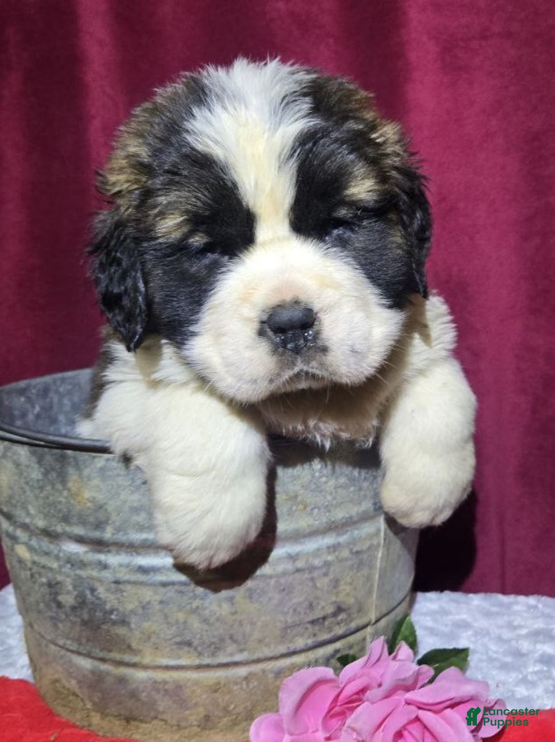Saint Bernard dogs for sale: Boisterous Betty - Ad 2