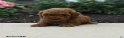 Toy Poodle dogs for sale: Jesse - Ad 4