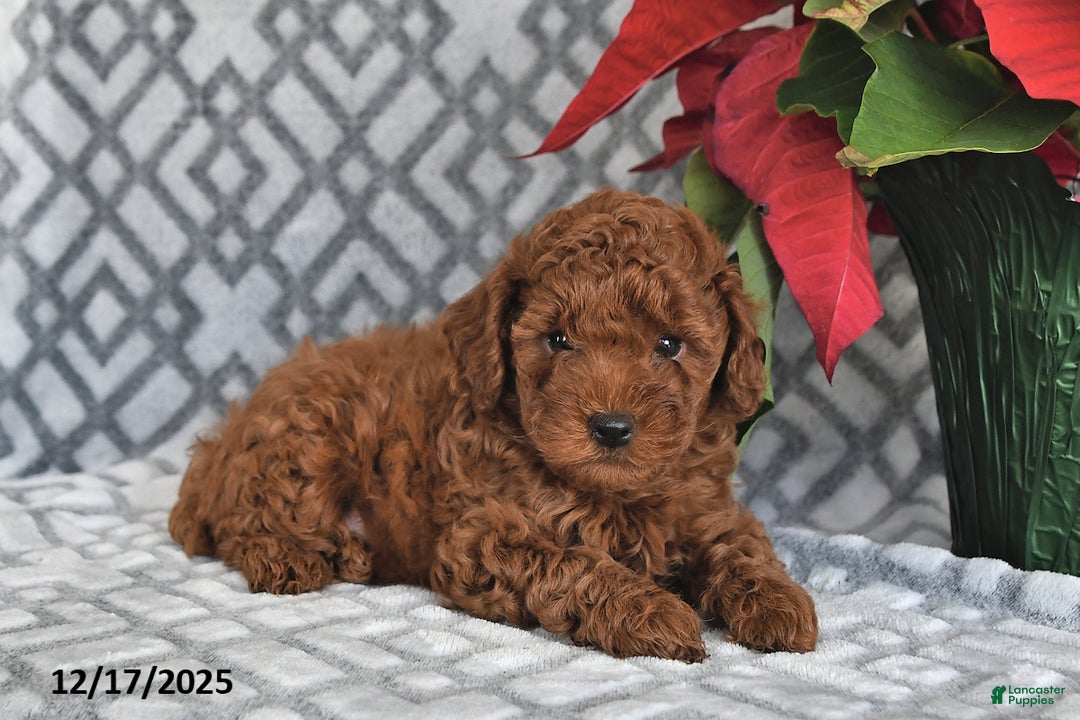 Bichpoo dogs for sale: Copper - Ad 5