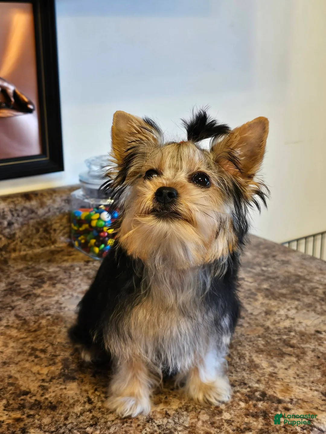 Yorkshire Terrier dogs for sale: Yorkshire Terrier 1 - Ad 1