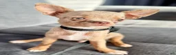 Chihuahua dogs for sale: Merle  - Ad 2