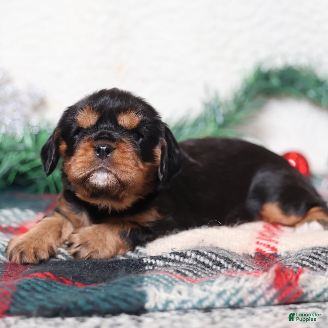 Cavalier King Charles Spaniel dogs for sale: Gizmo | Genetically Screened  - Ad 7