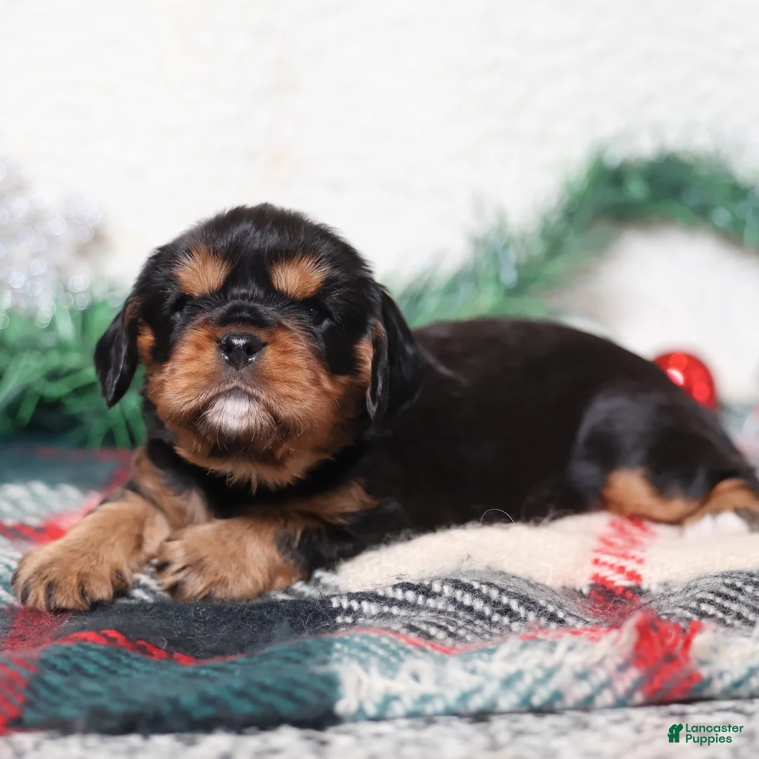 Cavalier King Charles Spaniel dogs for sale: Gizmo | Genetically Screened  - Ad 13