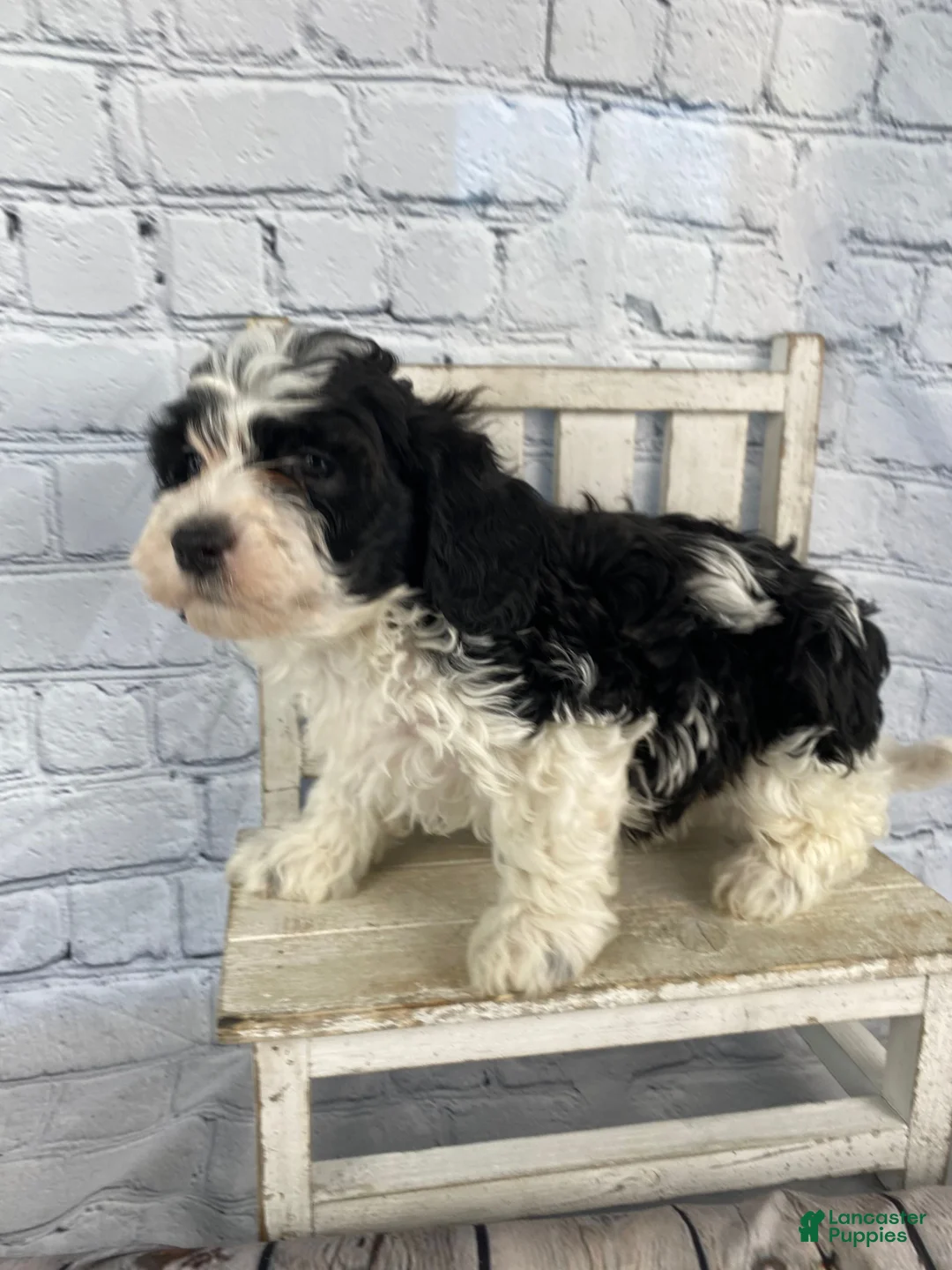 Cavapoo dogs for sale: Bandit - Ad 13