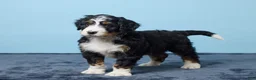 Bernedoodle dogs for sale: Jackson - Ad 2