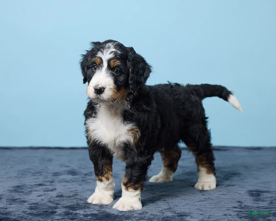 Bernedoodle dogs for sale: Jackson - Ad 2