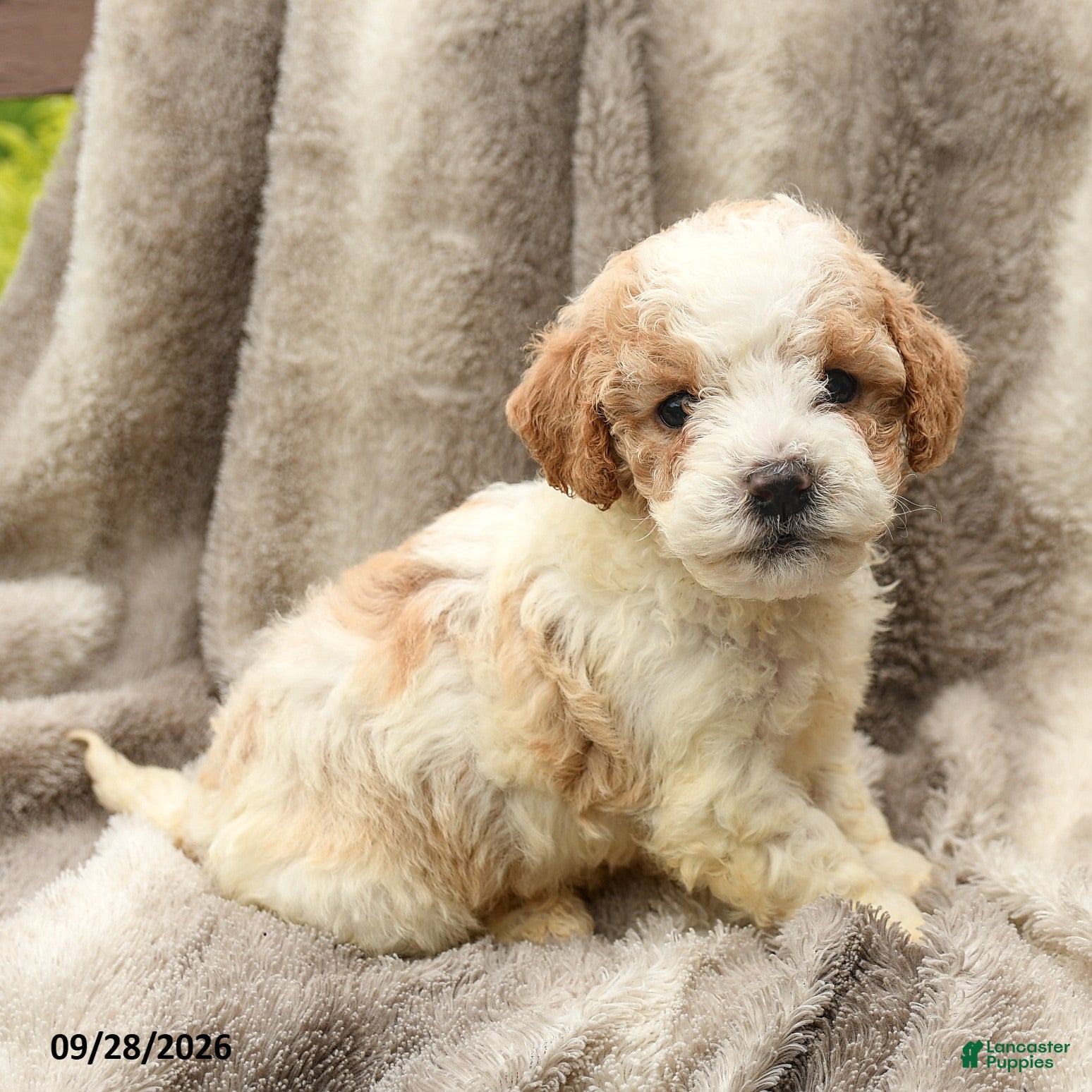 Matt (Miniature Poodle, Male) in Manheim, PA