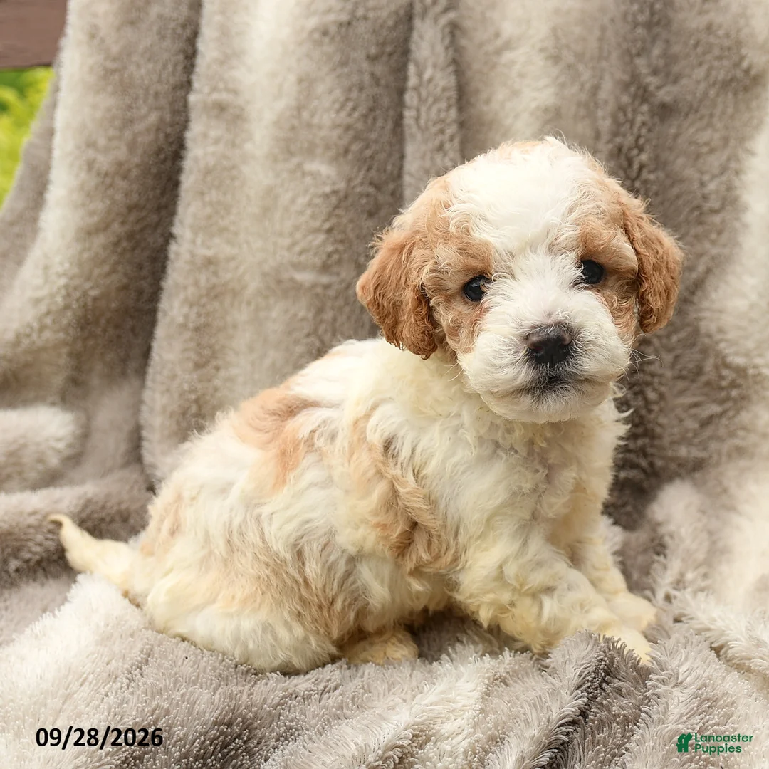 Miniature Poodle dogs for sale: Matt   - Ad 1