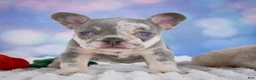 French Bulldog dogs for sale: Daffidill - Ad 7