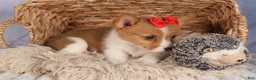 Welsh Corgi Pembroke dogs for sale:  Brusier 🐶 - Ad 15