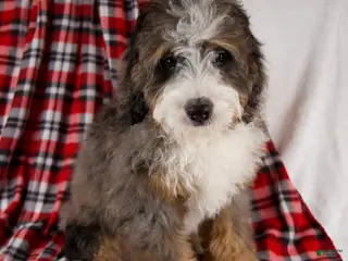 Mini Bernedoodle dogs Pudding Pop *Turf Trained* - Ad 13