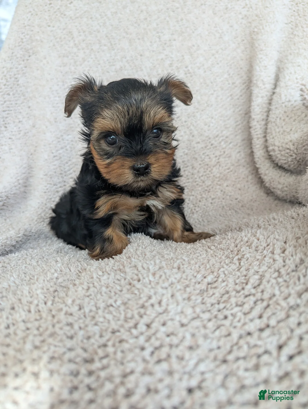 Yorkshire Terrier dogs for sale: Brittany  - Ad 1