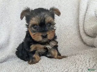 Yorkshire Terrier dogs Brittany - Ad 2