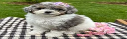 Toy Poodle dogs for sale: Harper - Ad 4