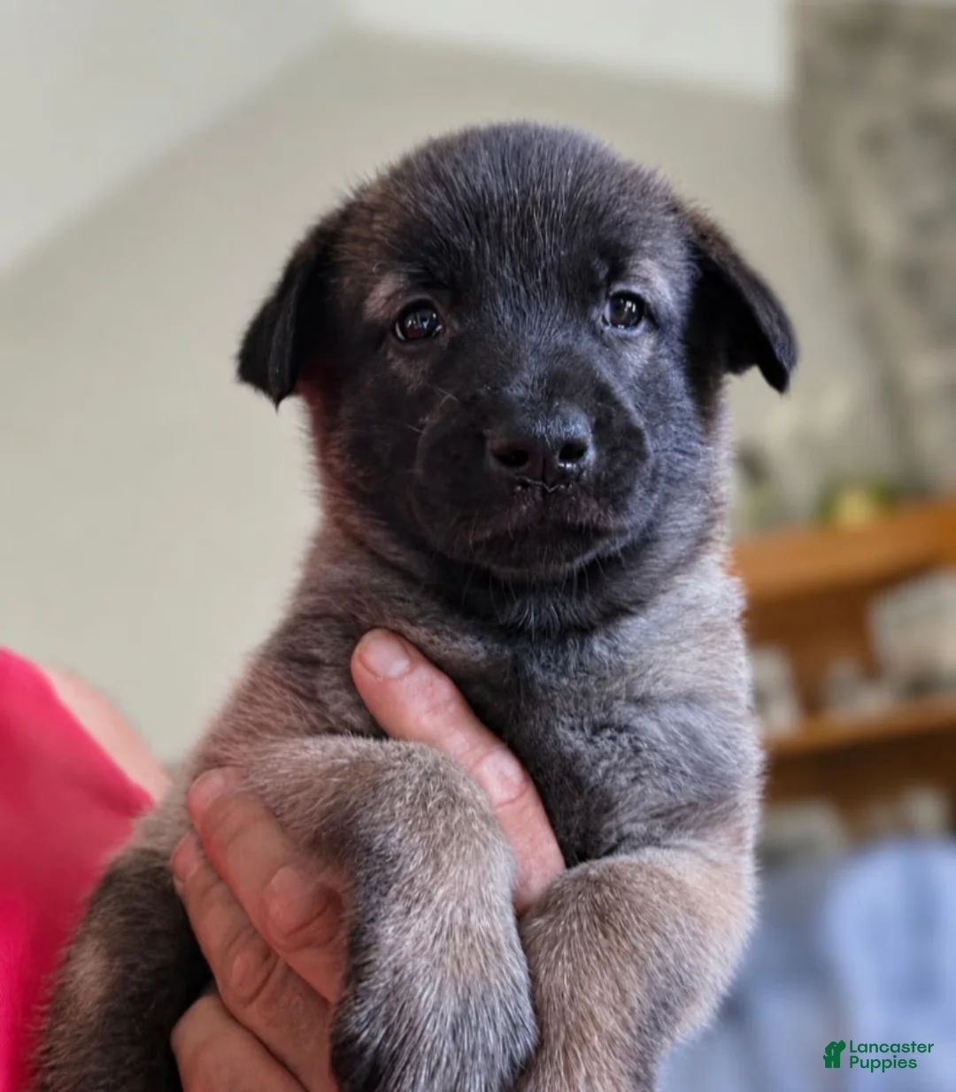 Belgian Malinois dogs for sale: Belgian Malinois 2 - Ad 1