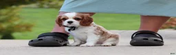 Cavalier King Charles Spaniel dogs for sale: Arby - Ad 6