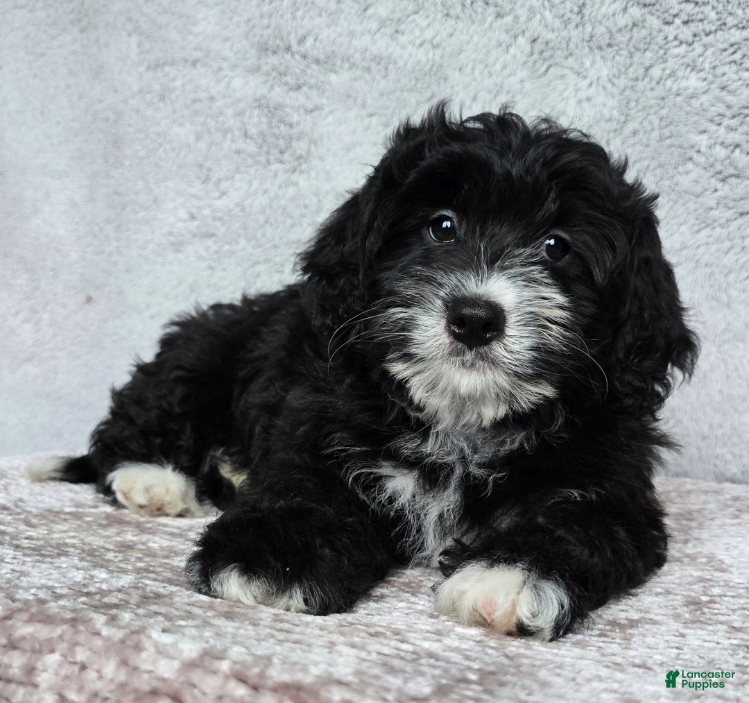 Mini Bernedoodle dogs for sale: Mini Reese - Ad 15