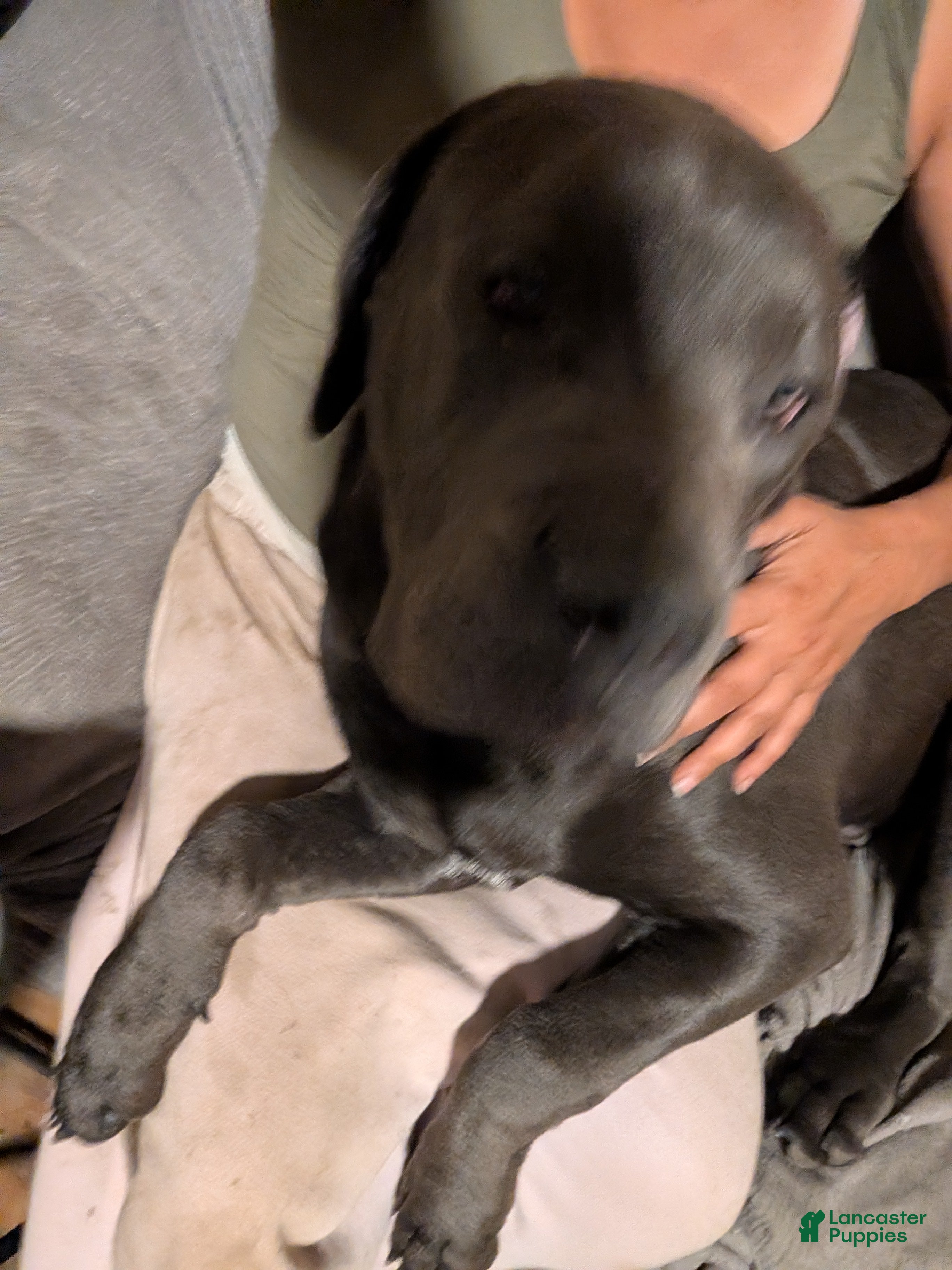 Cane Corso dogs Green aka Hulk - Ad 2