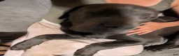 Cane Corso dogs for sale: Green aka Hulk - Ad 2