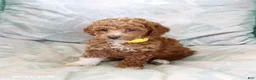 Toy Poodle dogs for sale: Rolo - Ad 5