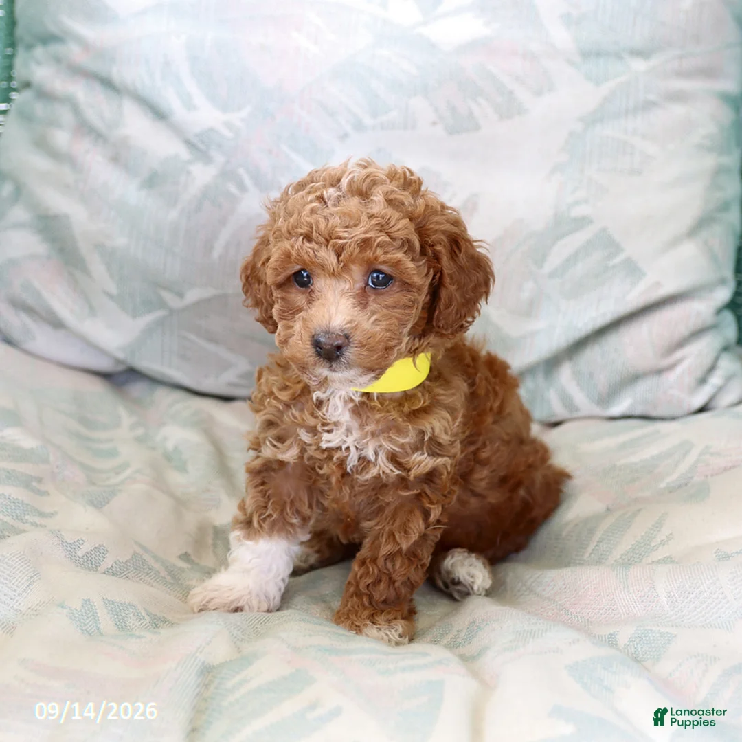 Toy Poodle dogs for sale: Rolo - Ad 5