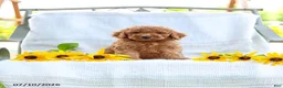 Mini Goldendoodle dogs for sale: Jordan - Ad 1