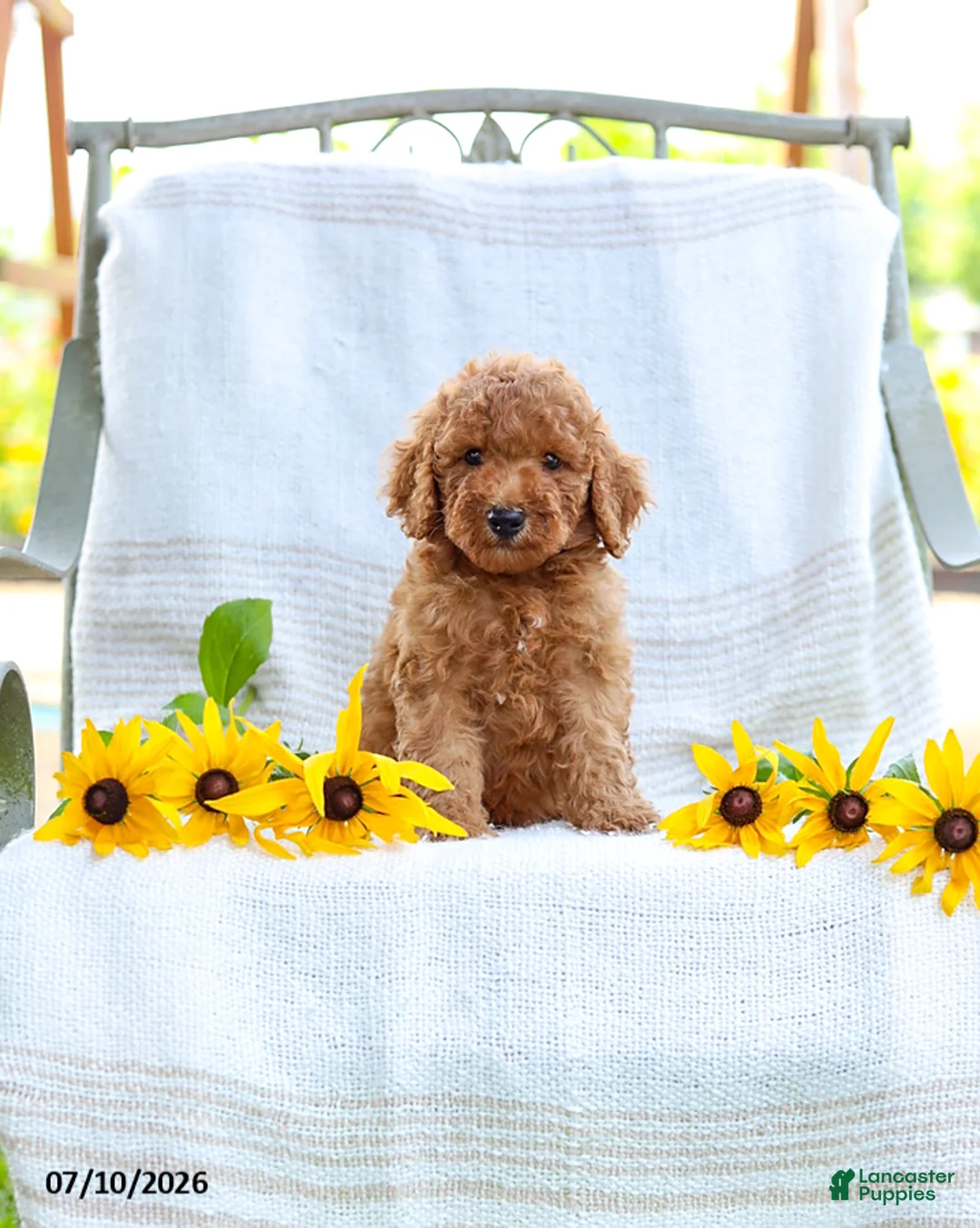 Mini Goldendoodle dogs for sale: Jordan - Ad 1